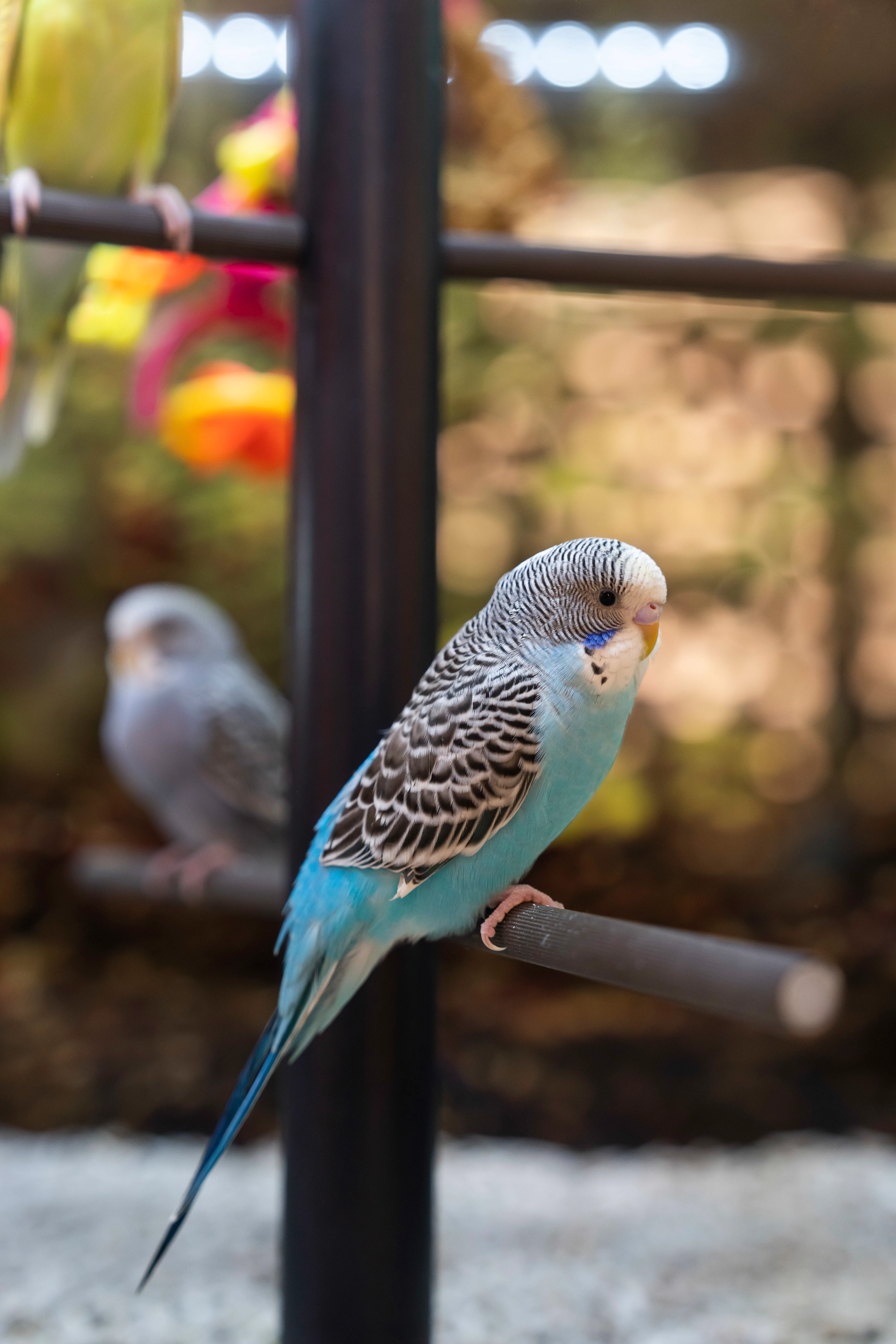 Help! I have a new conure. What are the best care tips for beginners?